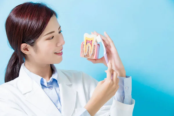 Жінка Стоматолог Бере Здоровий Зуб Зубну Щітку Синьому Фоні — стокове фото
