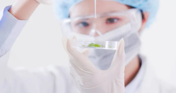 Woman Scientist Take Petri Dish Plant Laboratory — Stock Photo, Image