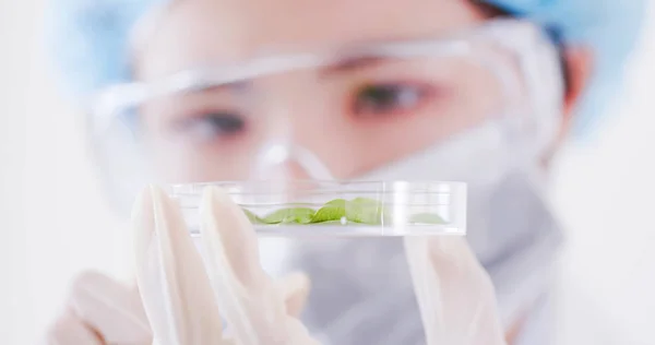 Vrouw Wetenschapper Nemen Petrischaal Plant Het Laboratorium — Stockfoto