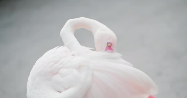 Plumas limpias de flamenco — Vídeo de stock