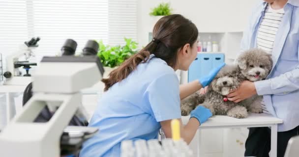 Microscopio de uso veterinario — Vídeo de stock