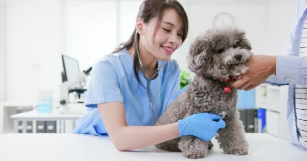 Veterinarian at veterinary clinic — Stock Video