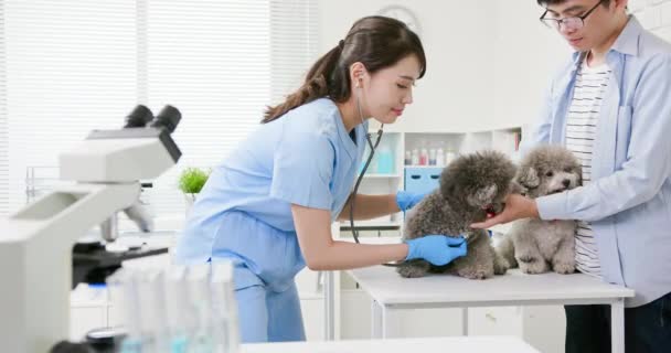 Ветеринарний лікар і домашня собака — стокове відео