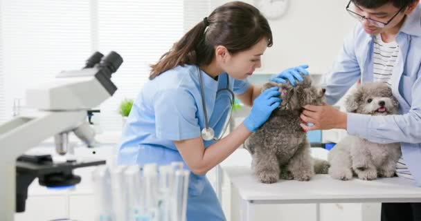 Veterinario médico y perro mascota — Vídeos de Stock