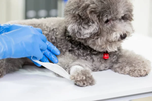 pet dog get wound bandaged