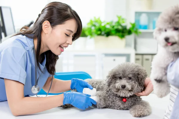 pet dog get wound bandaged