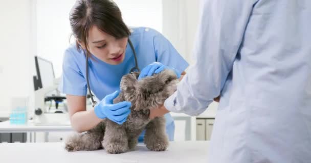 Veterinario en la clínica veterinaria — Vídeos de Stock