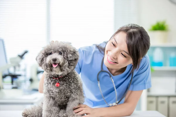 pet dog and the vet