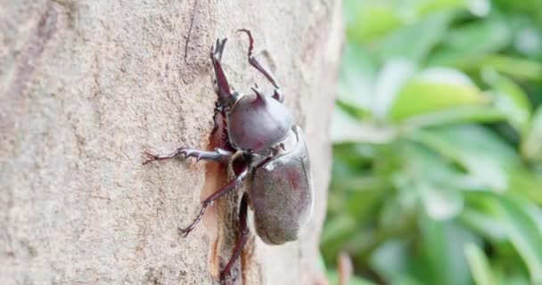 树上的独角兽甲虫 — 图库视频影像