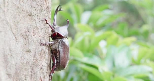 Egy egyszarvú bogár a fán — Stock videók