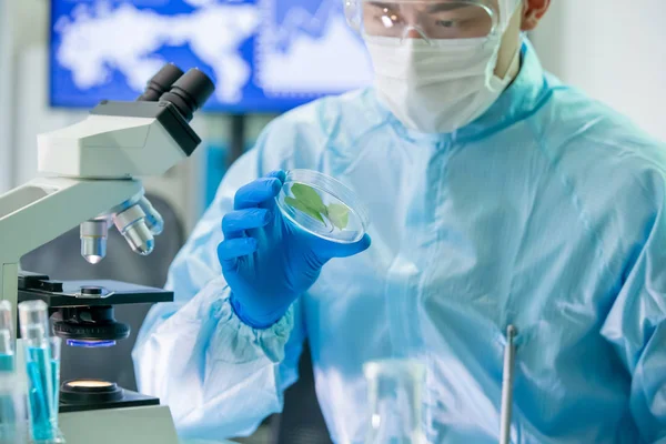 Asyalı bilim adamı petri kabını aldı — Stok fotoğraf