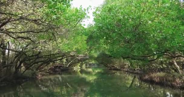 Mangrovebos in de beek — Stockvideo