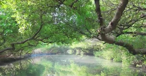 Mangrovový les v potoce — Stock video
