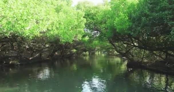 Hutan bakau di sungai — Stok Video
