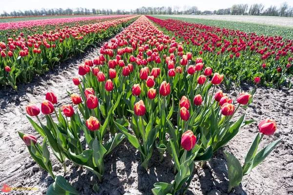 Dutch Tulips Growed West Friesland Home Tulipa — Stock Photo, Image