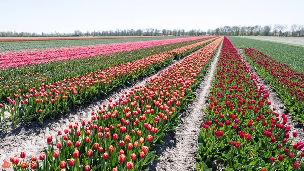 Dutch Tulips Growed West Friesland Home Tulipa — Stock Photo, Image