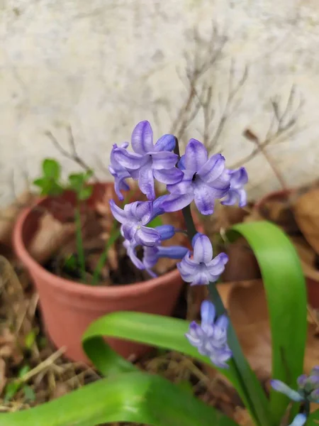 Primavera Onagra Púrpura Jacinto Naturaleza Jardín Césped —  Fotos de Stock