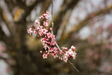 Pembe kiraz çiçeği ilkbaharın başlarında 