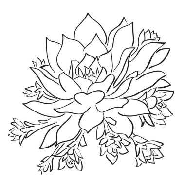 Mürekkep stili el çizilmiş kroki - kaktüs etli