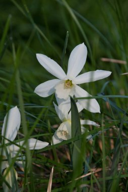 Nergis Thalia (nergis) bitkiler çiçekli Bahçe, Letonya, Avrupa'da