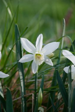 Nergis Thalia (nergis) bitkiler çiçekli Bahçe, Letonya, Avrupa'da