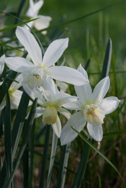 Nergis Thalia (nergis) bitkiler çiçekli Bahçe, Letonya, Avrupa'da