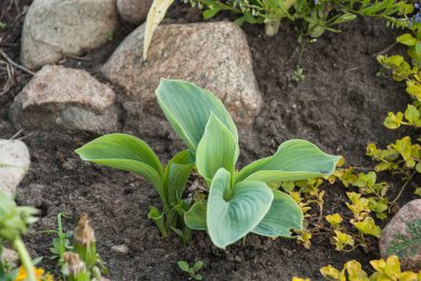 Hosta genç rock Bahçe, bahar zamanı fabrikasında. Avrupa, Letonya.