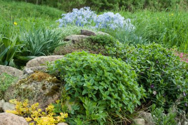 Origanum vulgare (kekik) genç bitki rock Bahçe, geç ilkbahar (erken yaz) Sezon