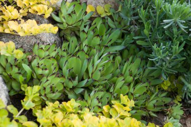 Letonya rock bahçesinde Sempervivium calcareum (olağanüstüsarı veya tavuk ve civciv)
