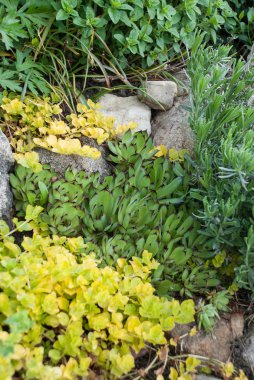 Letonya rock bahçesinde Sempervivium calcareum (olağanüstüsarı veya tavuk ve civciv)