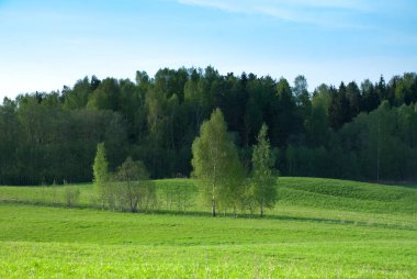 Açık bahar gökyüzü, ağaç ve ahşap arka plan, Latgale region, Letonya, Avrupa'nın çevresi tarım arazileri alanıyla.