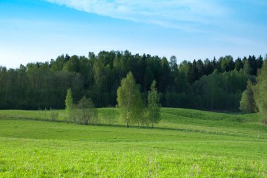Açık bahar gökyüzü, ağaç ve ahşap arka plan, Latgale region, Letonya, Avrupa'nın çevresi tarım arazileri alanıyla.