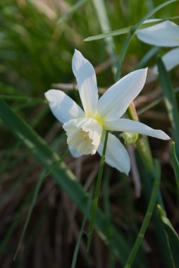 Nergis Thalia (nergis) bitkiler çiçekli Bahçe, Letonya, Avrupa'da