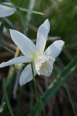 Nergis Thalia (nergis) bitkiler çiçekli Bahçe, Letonya, Avrupa'da