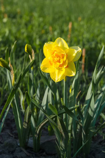 Nergis Tahiti (Çift Kişilik nergis) Bahçe, Letonya, Avrupa'nın.