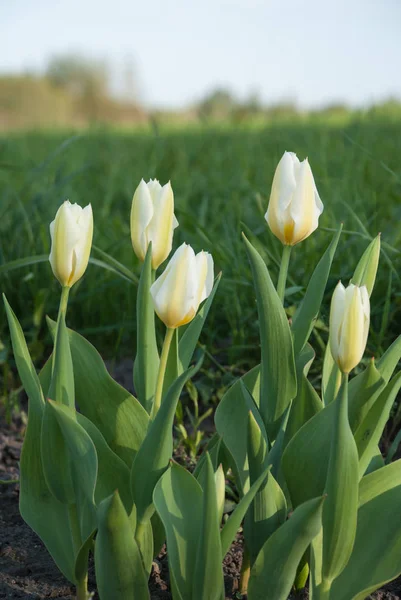 Tulipa Fosteriana Purissima Syn Tulip White Emperor Garden Latvia Europe — Stock Photo, Image