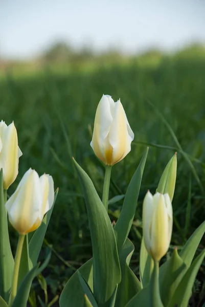 Tulipa Fosteriana Purissima Syn Tulip White Emperor Garden Latvia Europe — Stock Photo, Image