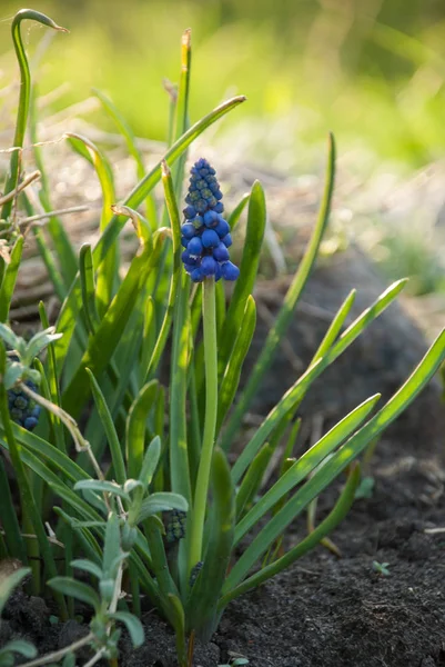 Üzüm sümbül (Muscari armeniacum) ve cerastium tomentosum flowerbed Alp bahçesinde. Letonya, Europe