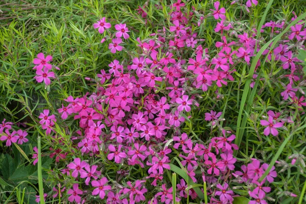Phlox Subulata Υφέρπουσα Phlox Λουλούδια Στον Κήπο Βράχου Αργά Την — Φωτογραφία Αρχείου