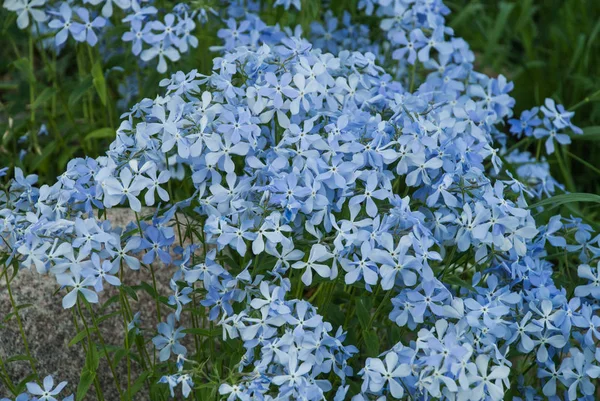 Phlox Divaricata Flowers Rock Garden Late Spring Europe Latvia — Stock Photo, Image