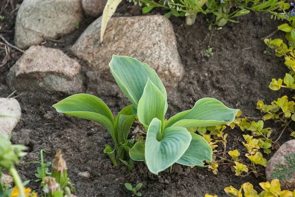 Hosta genç rock Bahçe, bahar zamanı fabrikasında. Avrupa, Letonya.