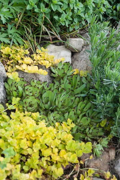 Letonya rock bahçesinde Sempervivium calcareum (olağanüstüsarı veya tavuk ve civciv)