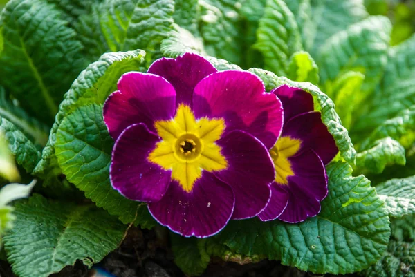 紫色紫樱草花报春 图库照片 C Tadoma1