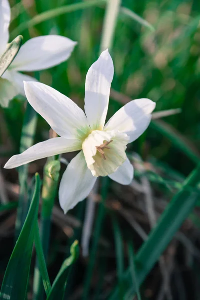 Påsklilja Thalia Narcissus Växter Blommar Trädgården Lettland Europa — Stockfoto