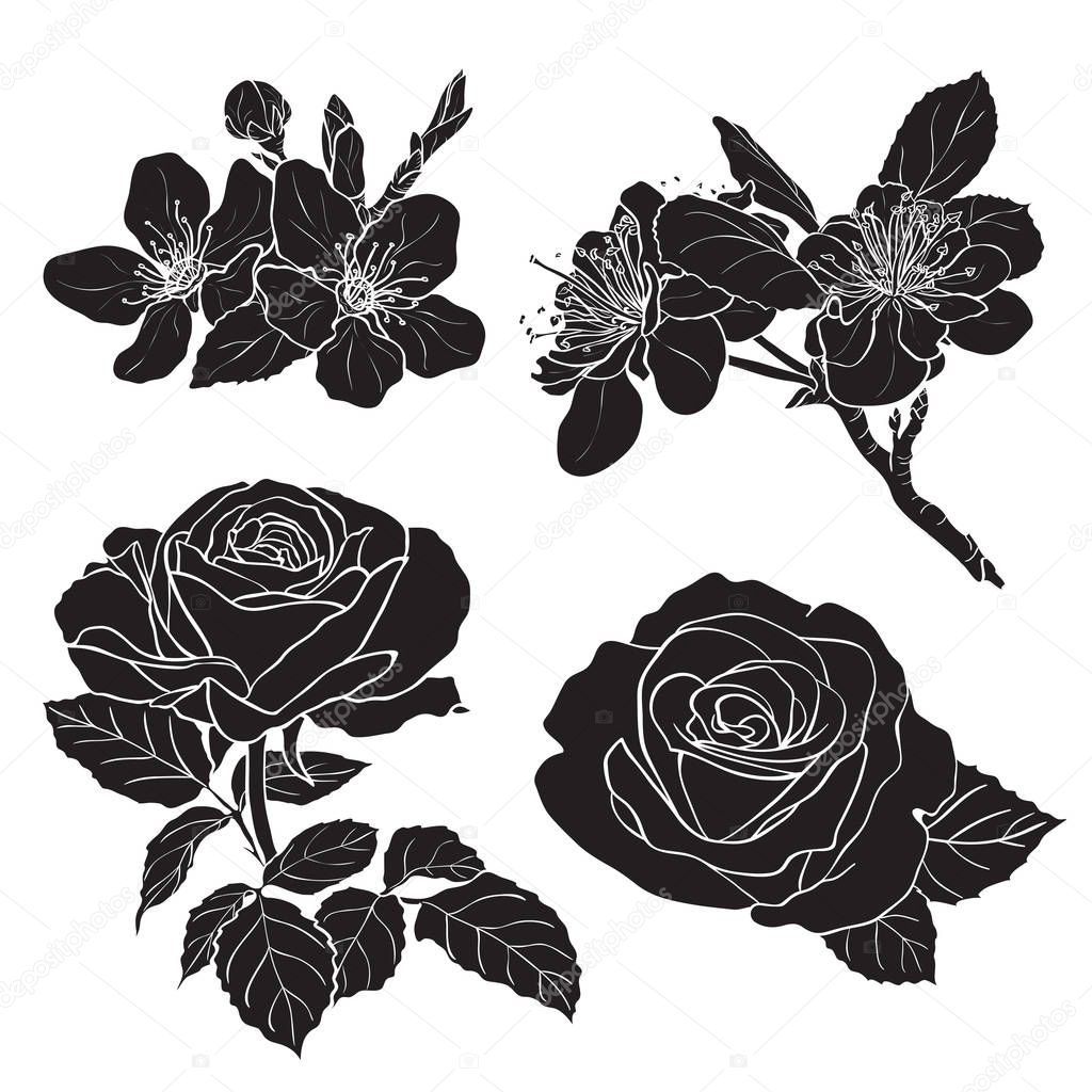 Set of two rose and two cherry silhouettes. Hand drawn vector
