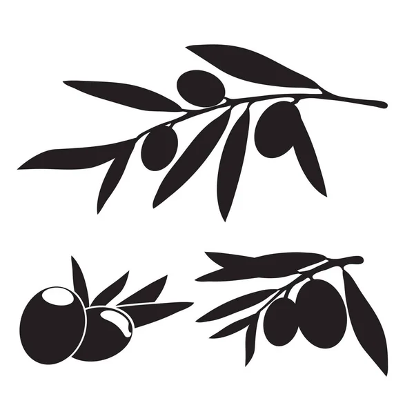 Zweige von Olivenbäumen — Stockvektor
