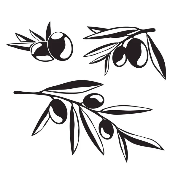 Graphic olive tree branches — Stock Vector