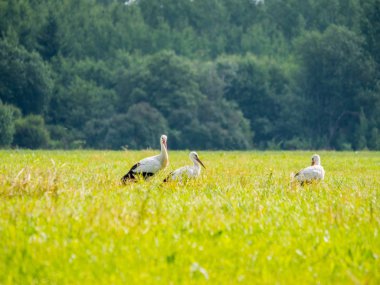Beyaz leylekler yeşil çim
