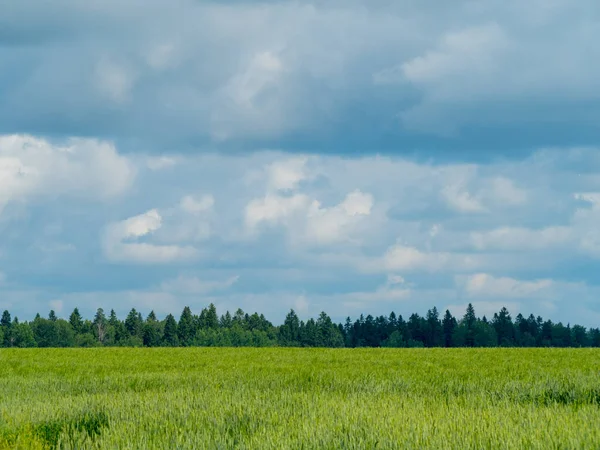 fırtınalı bir gökyüzü ve ağaçlar arka plan üzerinde çarpıcı yeşil çayır