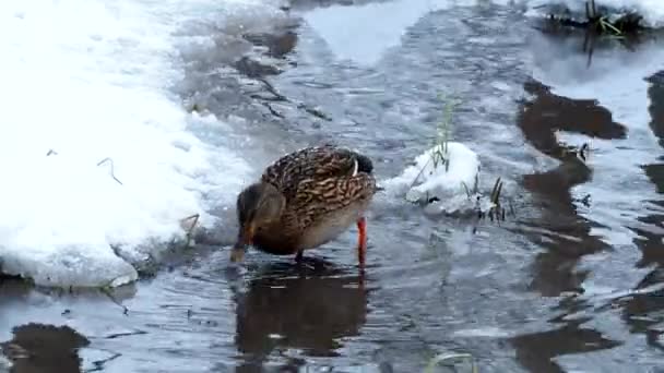 Kaczka Parku Pokrytych Śniegiem Poszukuje Pożywienia — Wideo stockowe